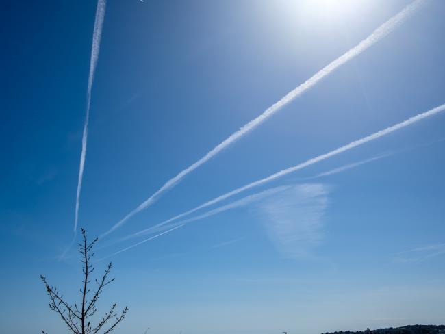 blue sky with trees