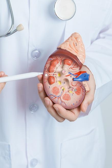 Doctor showing a kidney functions