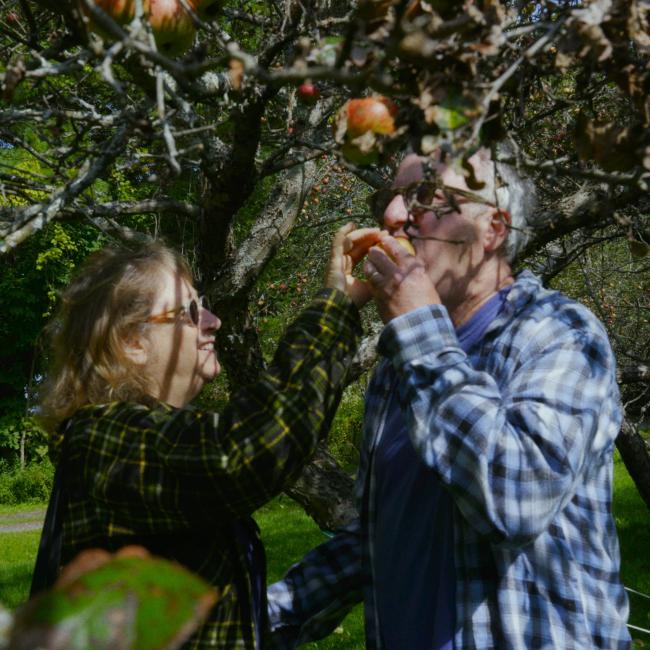 A woman and a man stand beneath an apple tree in a green orchard. Smiling, she gently feeds him a piece of fruit as sunlight filters through the branches around them.