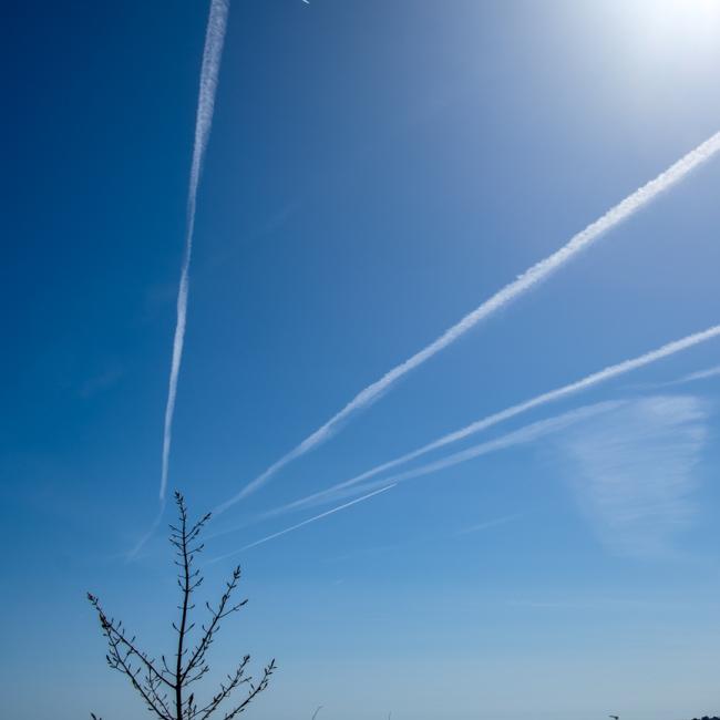 blue sky with trees