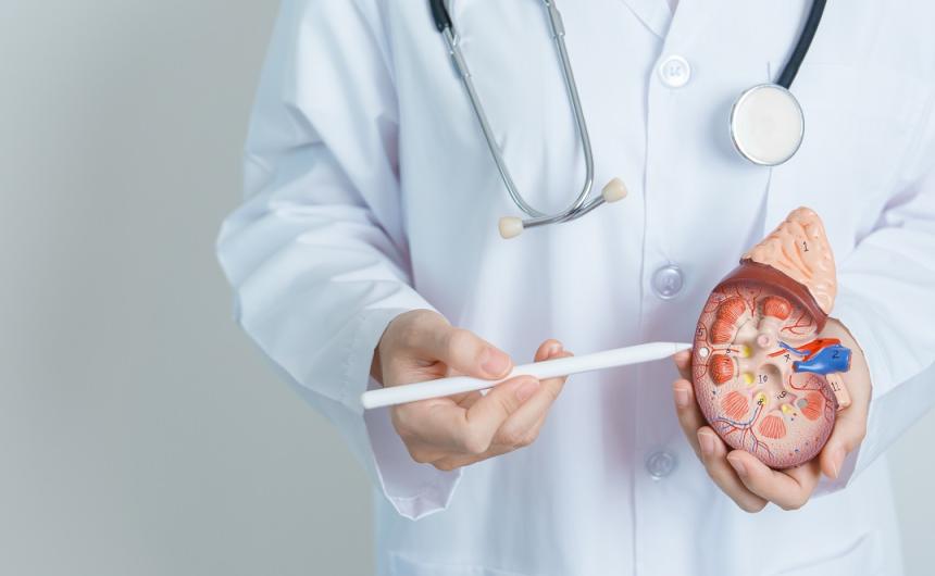 Doctor showing a kidney functions