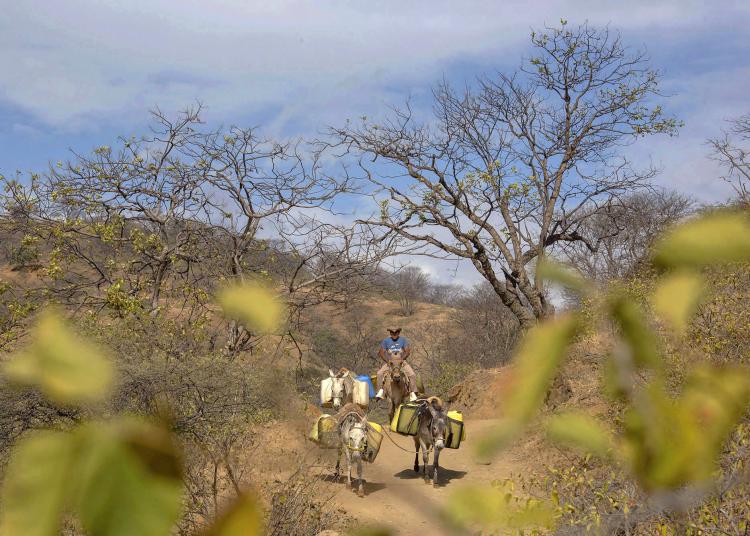 Mules and person in transit