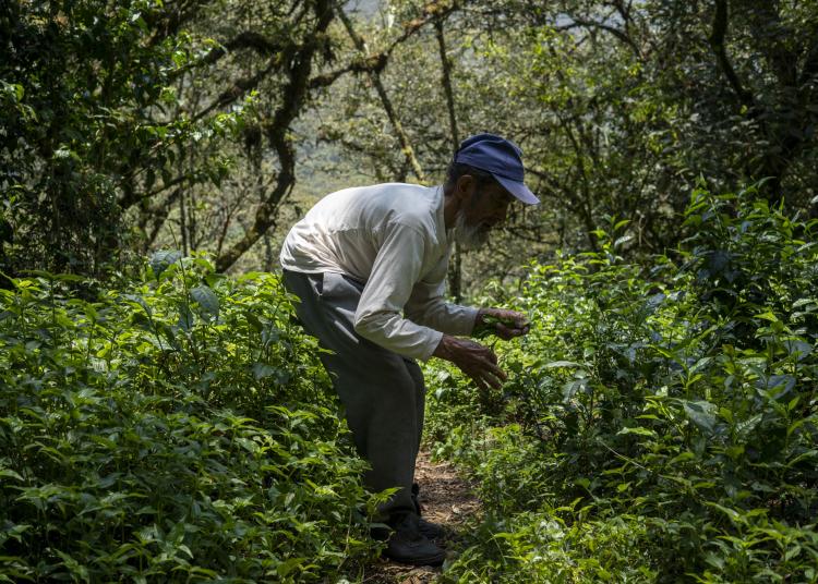 Man hunched over collecting plants