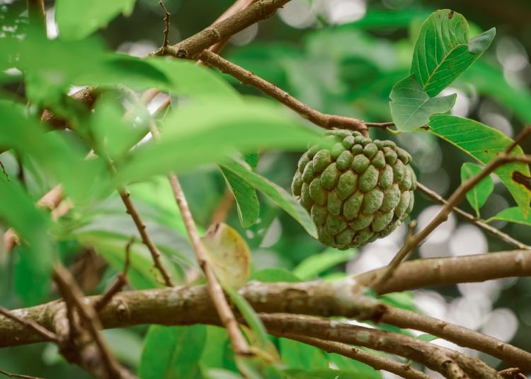 Fresh sugar apple or Custard apple growing almost ripe on tree in the back garden at Indonesia. Tropical fruit custard apple on nature green background.